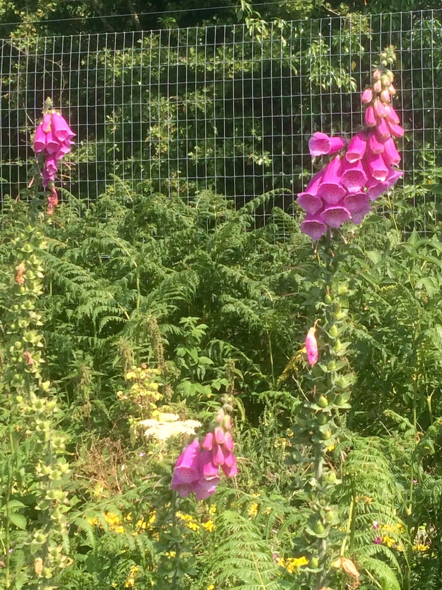 FionaOScience's tweet photo. Lovely flora on the Waterford greenway today! None more deadly than foxgloves (Digitalis). Consumption causes heart attack and death. They contain compounds digitoxin and digoxin. In small amounts these compounds treat heart conditions. #Waterford #STEM #chemistry #sciencecycling https://t.co/6paqyh6W4y