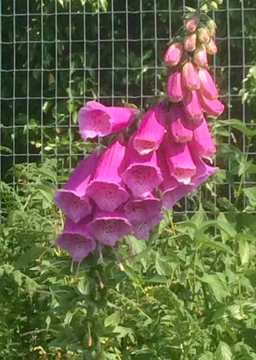 FionaOScience's tweet photo. Lovely flora on the Waterford greenway today! None more deadly than foxgloves (Digitalis). Consumption causes heart attack and death. They contain compounds digitoxin and digoxin. In small amounts these compounds treat heart conditions. #Waterford #STEM #chemistry #sciencecycling https://t.co/6paqyh6W4y