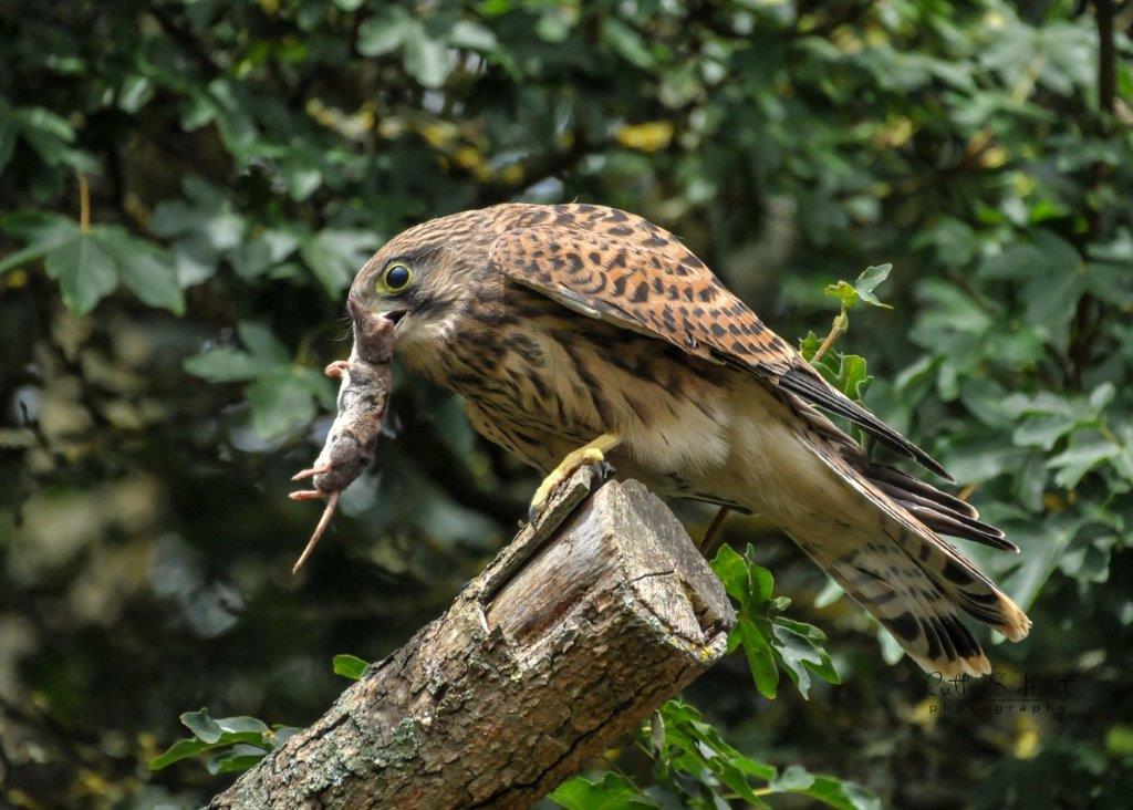 RuthSHart's tweet photo. 5 chicks have fledged in all and they are ding really well in the garden #Wild #Kestral #chicks.  @RSPBEssex @BBCSpringwatch @BTO_GBW @Natures_Voice #NIkon #D750 #Essex ©@RuthSHart 🐣📷 https://t.co/Y7NrauTKgV