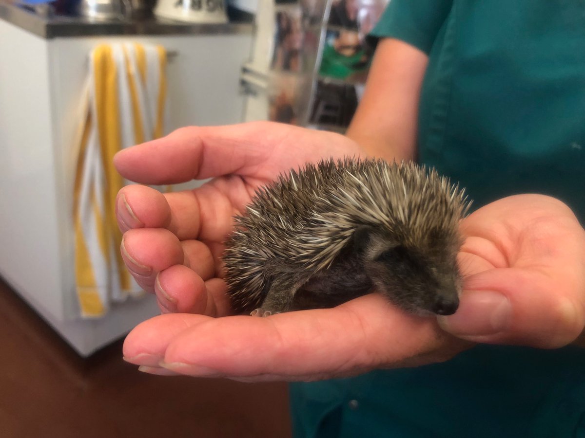 FitzalanHouse's tweet photo. The cutest of baby hedgehogs being cared for by our excellent nurses in the wildlife unit 🐾 https://t.co/PmBMCy7GMa