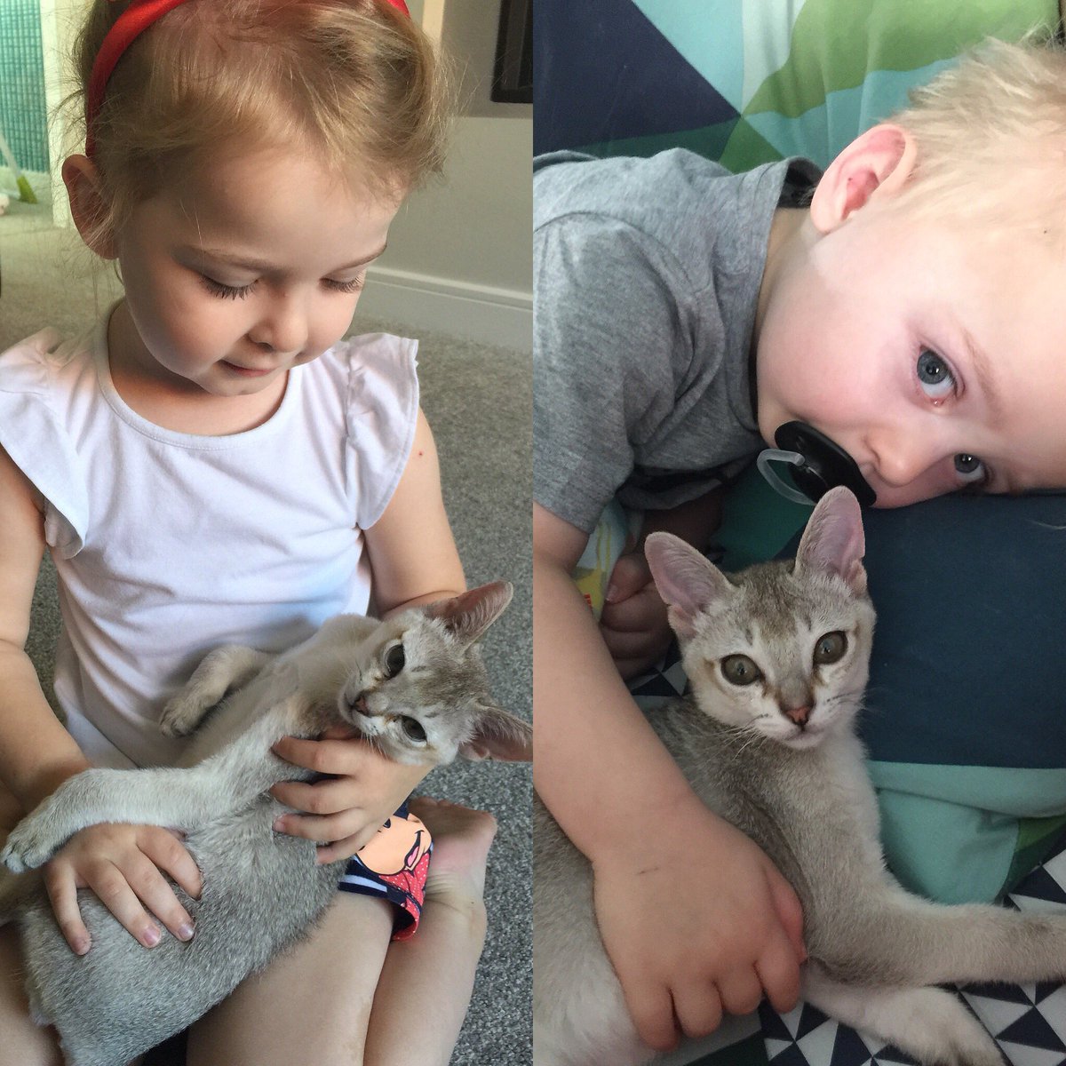 Steff_Lloyd's tweet photo. These two. #singapura #13weeks #son #daughter #scarlett #archie #perfectbond https://t.co/sI9bYzWm7j