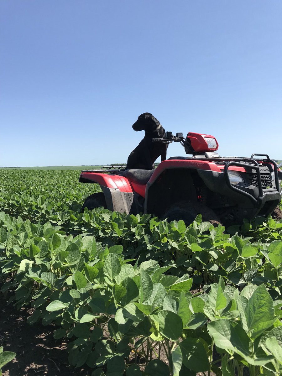 brandts_ag's tweet photo. Pioneer P16A35X soybeans are looking great after a nice 2 inches of rain over the last couple days to start off our July #Aseries  @PioneerSDakota https://t.co/lzCHxsDDpU