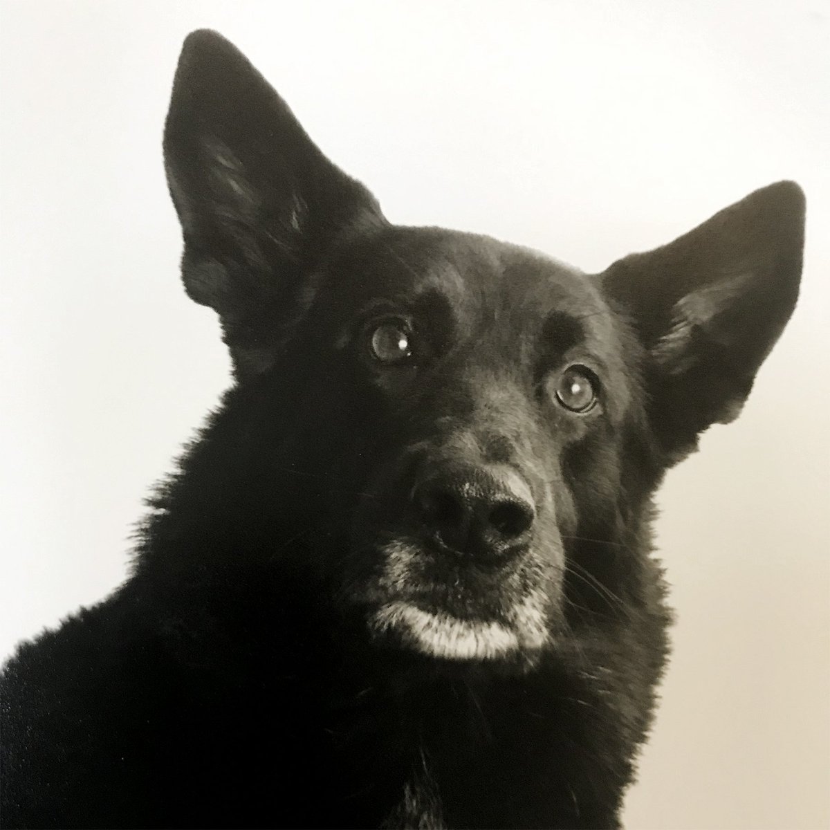 1991. Ion's first studio dog. Jake <3 #awwww #doglove #dogsinoffices 
•
•
•
•
• #design #branding #anniversary #history #startingout #important #balance #startoffontherightfoot #designthropology #ionturns30