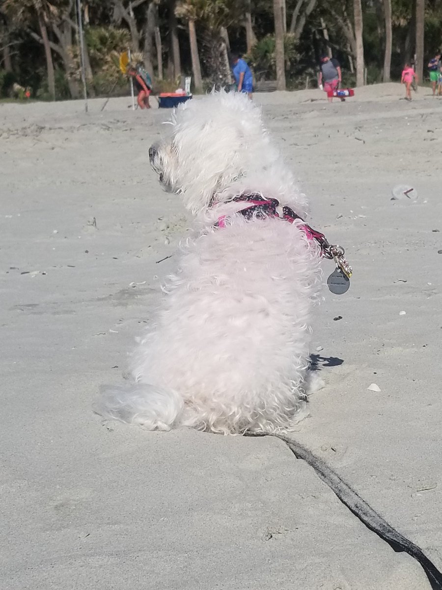 Alamericanblnde's tweet photo. What dog doesn't love the beach? #BeachBumb #Suchahardlife https://t.co/NOXc664hrb