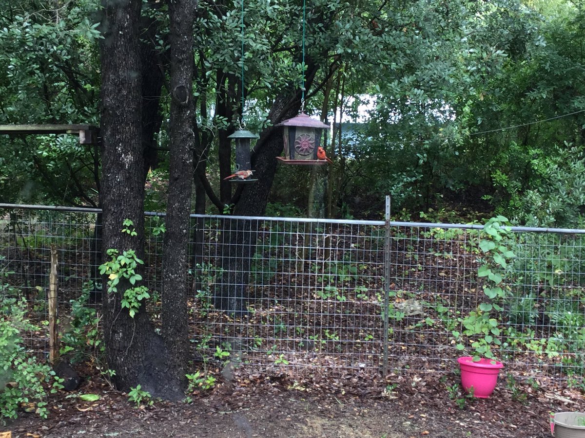 Caren White tweet media