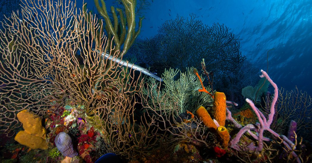 You guys! This is such great news!!! <3  ~ A Victory for Coral: Unesco Removes Belize Reef From Its Endangered List nyti.ms/2Kgh1pI