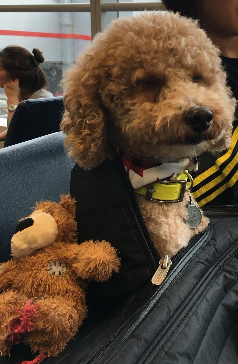CenaSison's tweet photo. #travelling with my hoomans. First #airplane ride @AirCanada #Smile #Travels #dogoftheday #Dogsoftiwtter @NetPetrage @TheEllenShow #LasVegas @photogenic_dogs @torontopetdaily #smized learned from @tyrabanks https://t.co/VG1IXgvJ5V