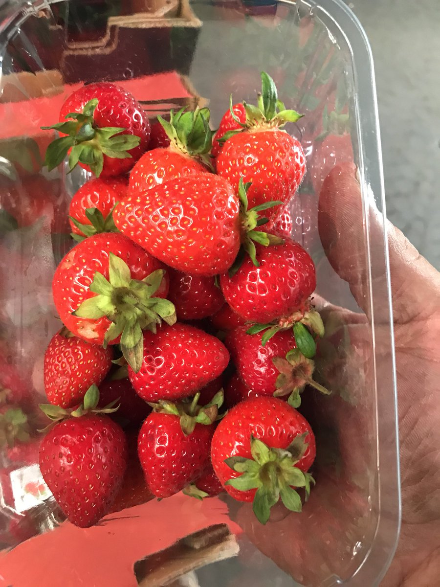 TatwsTrading's tweet photo. When your busy on market days &amp; buying blind over the phone it’s a great bond &amp; trust when the salesman says this is what you want &amp; would buy if you were here done me proud today @PhilipBruce20 &amp; @TotalLpool 👍👍👍👍👍👍oh can’t forget @Johnjon82317157 👌👌👌 https://t.co/Nz5vYlOfD4