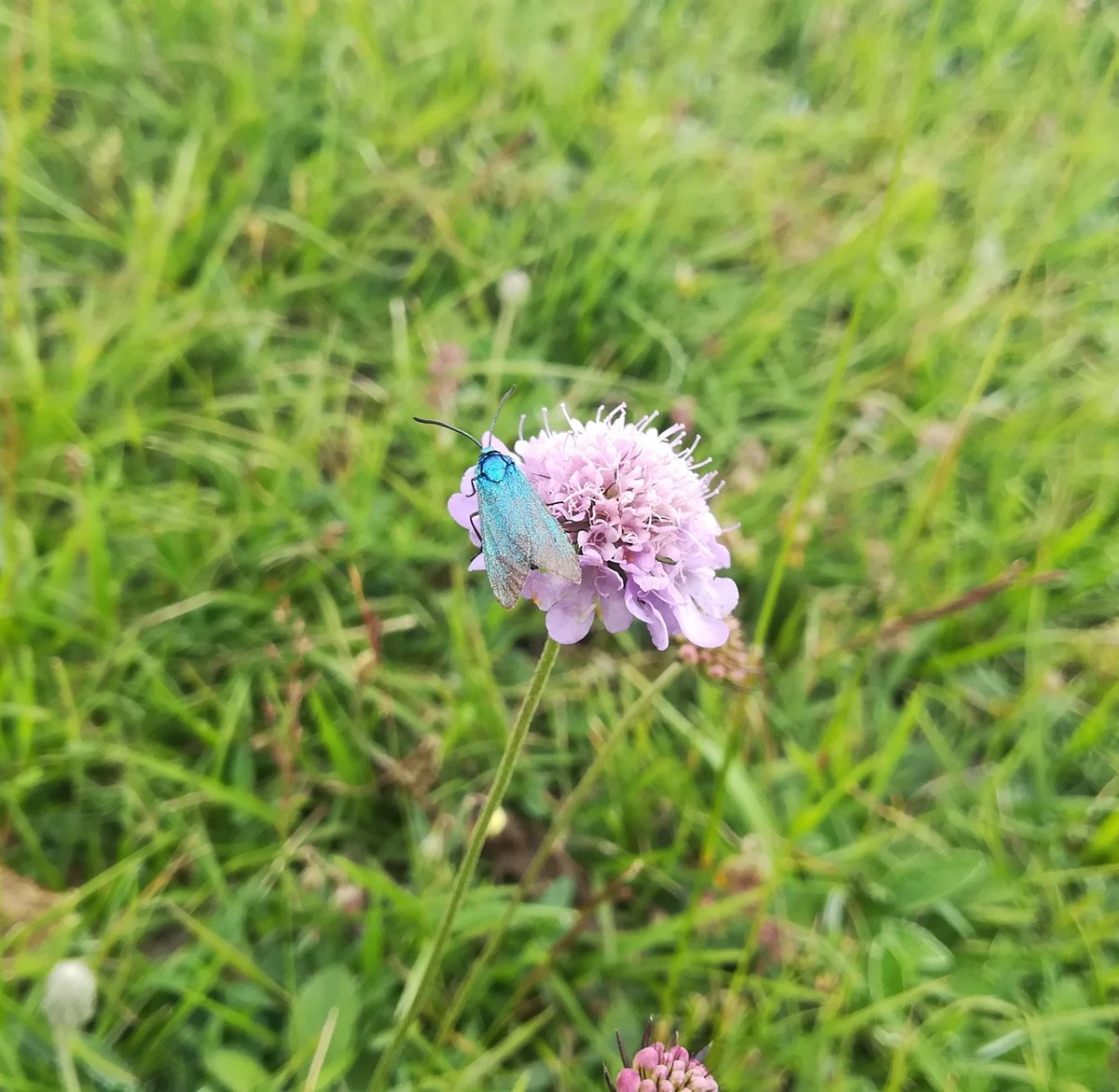 Cekiron's tweet image. Tirkizni insekt, skakavac, pečurke u obliku karfiola i pink cvetići  #Pešter #Serbia