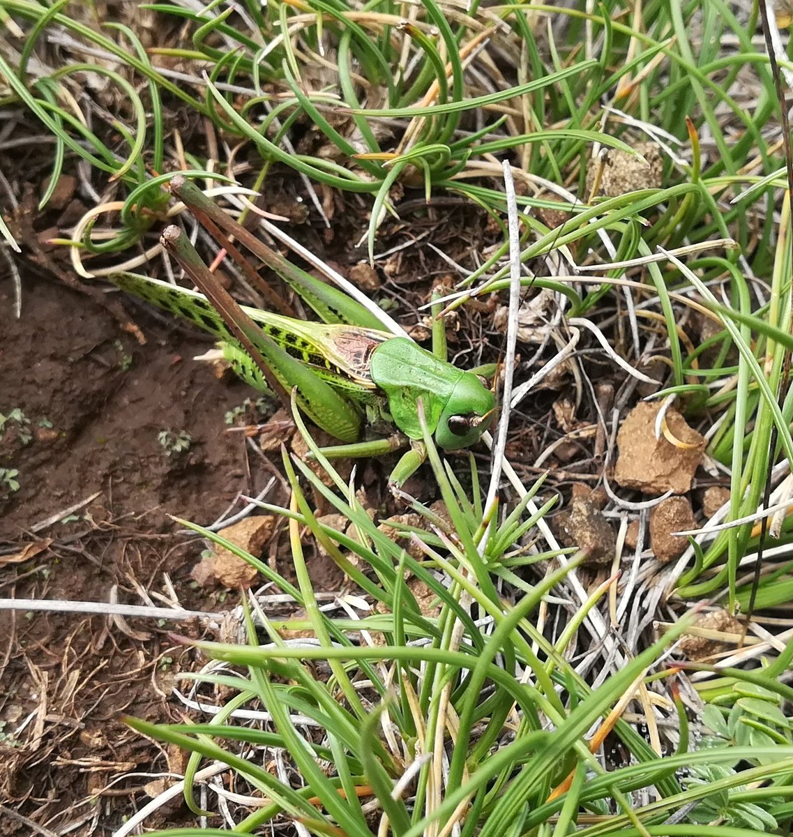 Cekiron's tweet image. Tirkizni insekt, skakavac, pečurke u obliku karfiola i pink cvetići  #Pešter #Serbia