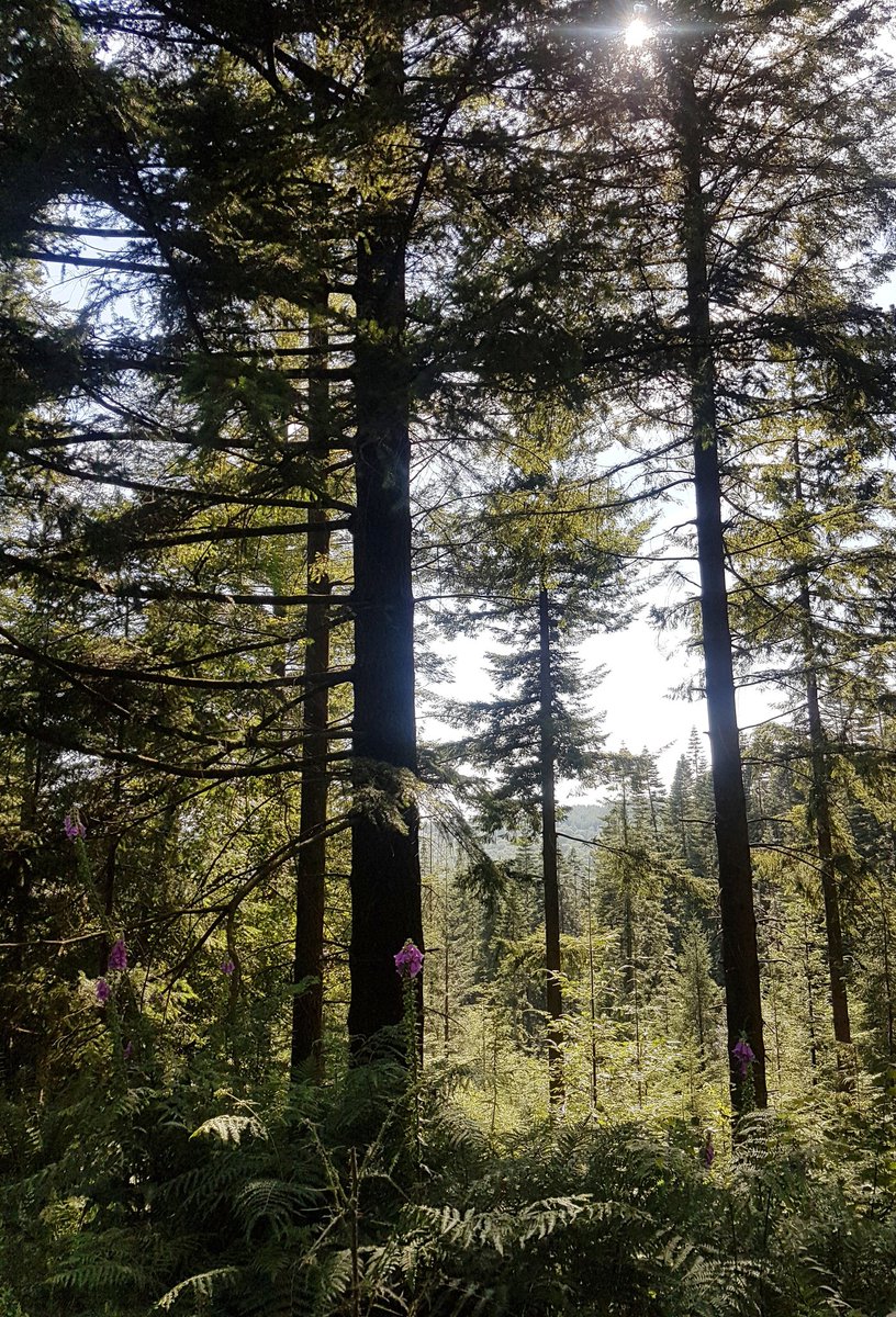 rdatoday's tweet photo. A #forest walk through douglas firs, pine trees &amp;  ferns. Spied #wild #Deer through a clearing #Bambi  #TheLakes #Cumbria https://t.co/sNJSkVqpwR