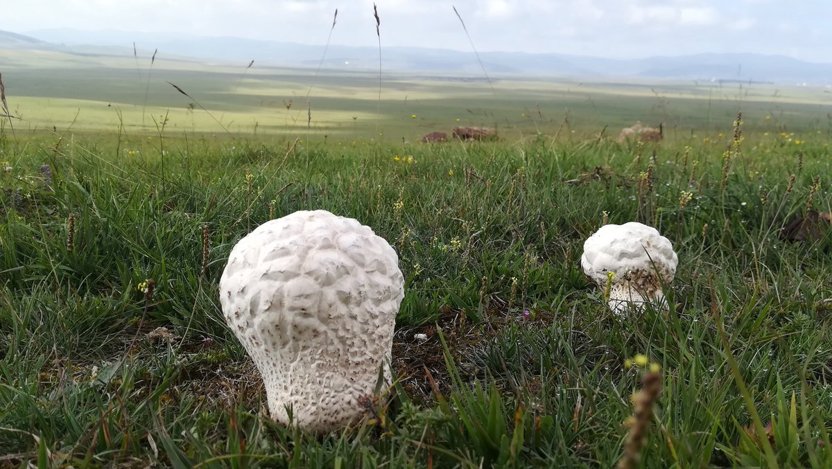 Cekiron's tweet image. Tirkizni insekt, skakavac, pečurke u obliku karfiola i pink cvetići  #Pešter #Serbia