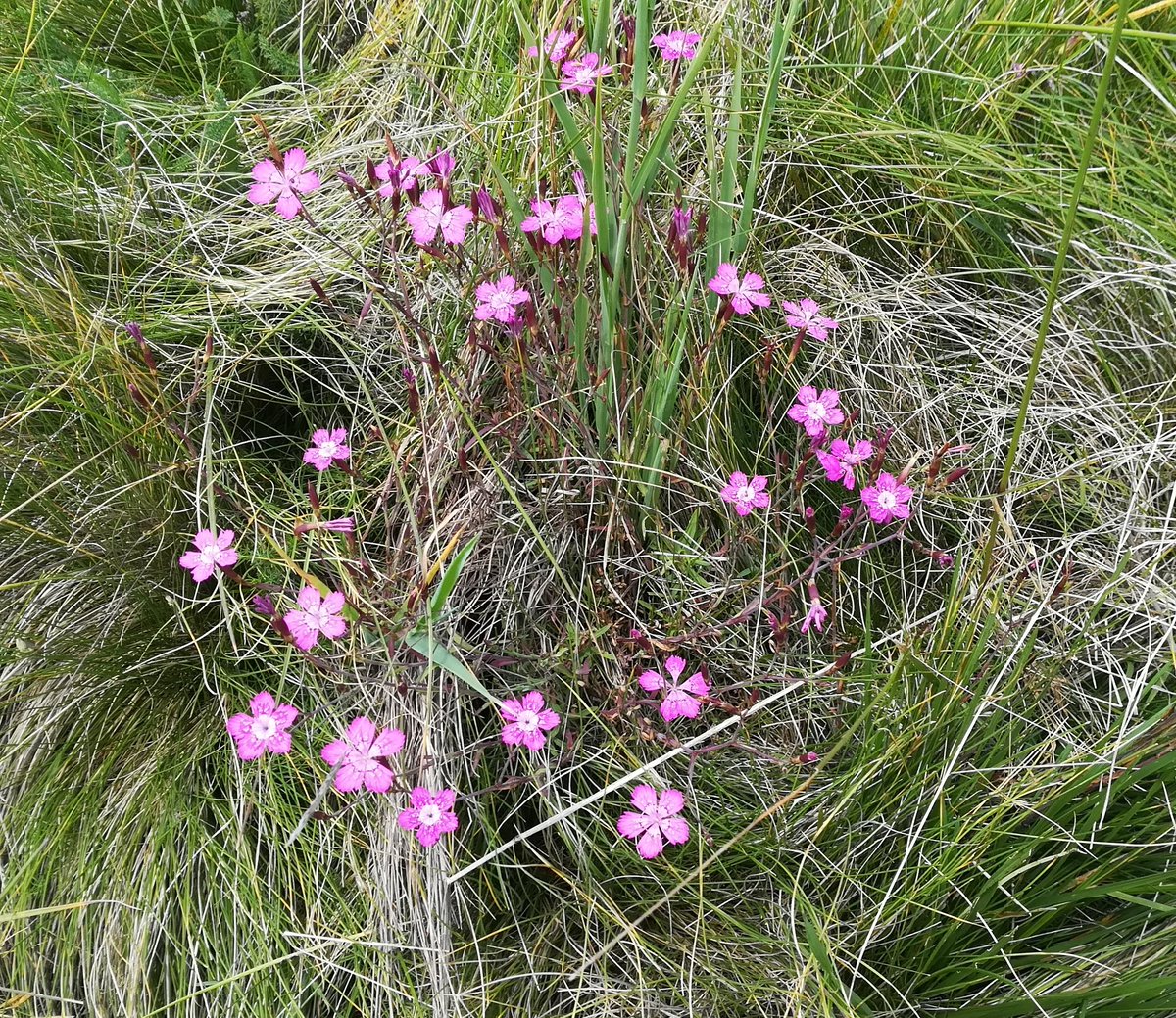 Cekiron's tweet image. Tirkizni insekt, skakavac, pečurke u obliku karfiola i pink cvetići  #Pešter #Serbia