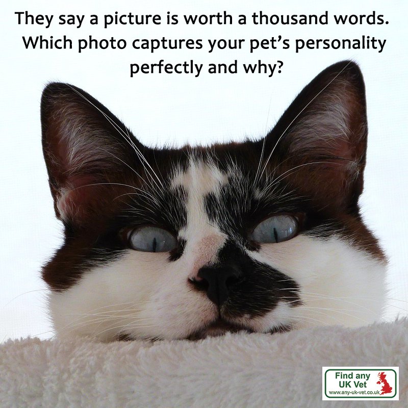 AnyUKVet1's tweet photo. Find your nearest Vet on https://t.co/1xic2WLVmr

#UK #Veterinary #Pets #Family #Love #AnyUKVet https://t.co/0sM4rBHyv3