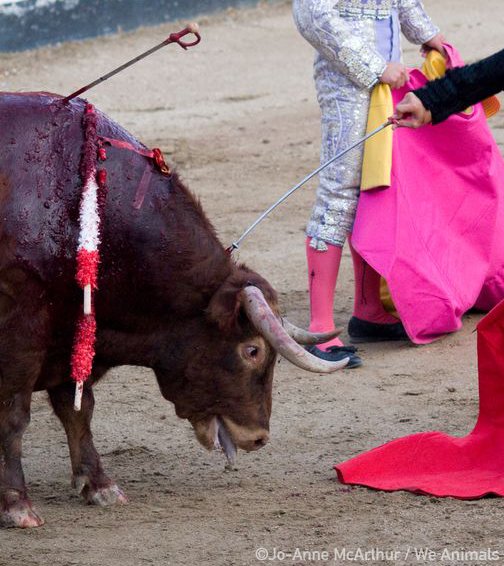 This image is heartbreaking 💔 

Did you know that children as young as 14 are being taught to torture and kill bulls at bullfighting academies in Spain?