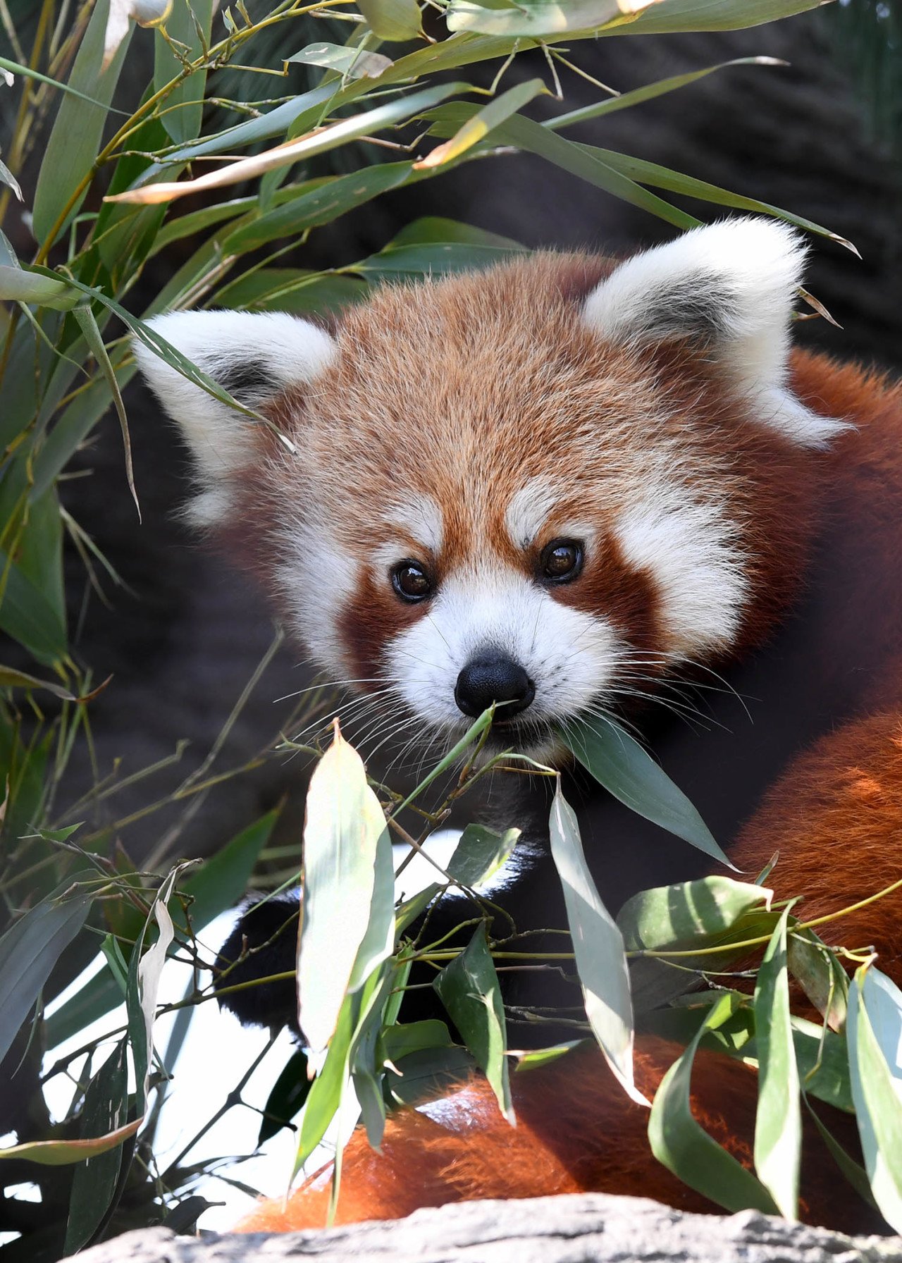 Brookfield Zoo on Twitter "Meet Leo, a stunning red panda. Like the
