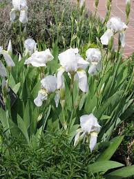 gardengeri's tweet photo. Iris florentine rhizome is dried, ground and used to set pot pourri as a fixative #herbchat It is v ornamental https://t.co/uiON0x1YLP