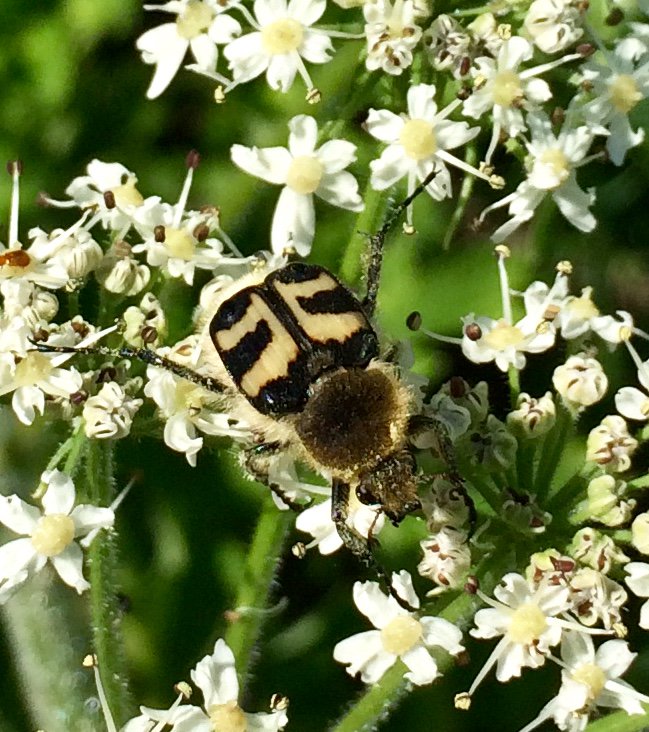 Een #penseelkever, dat wil zeggen een #trichius maar welke is niet te bepalen van deze foto.