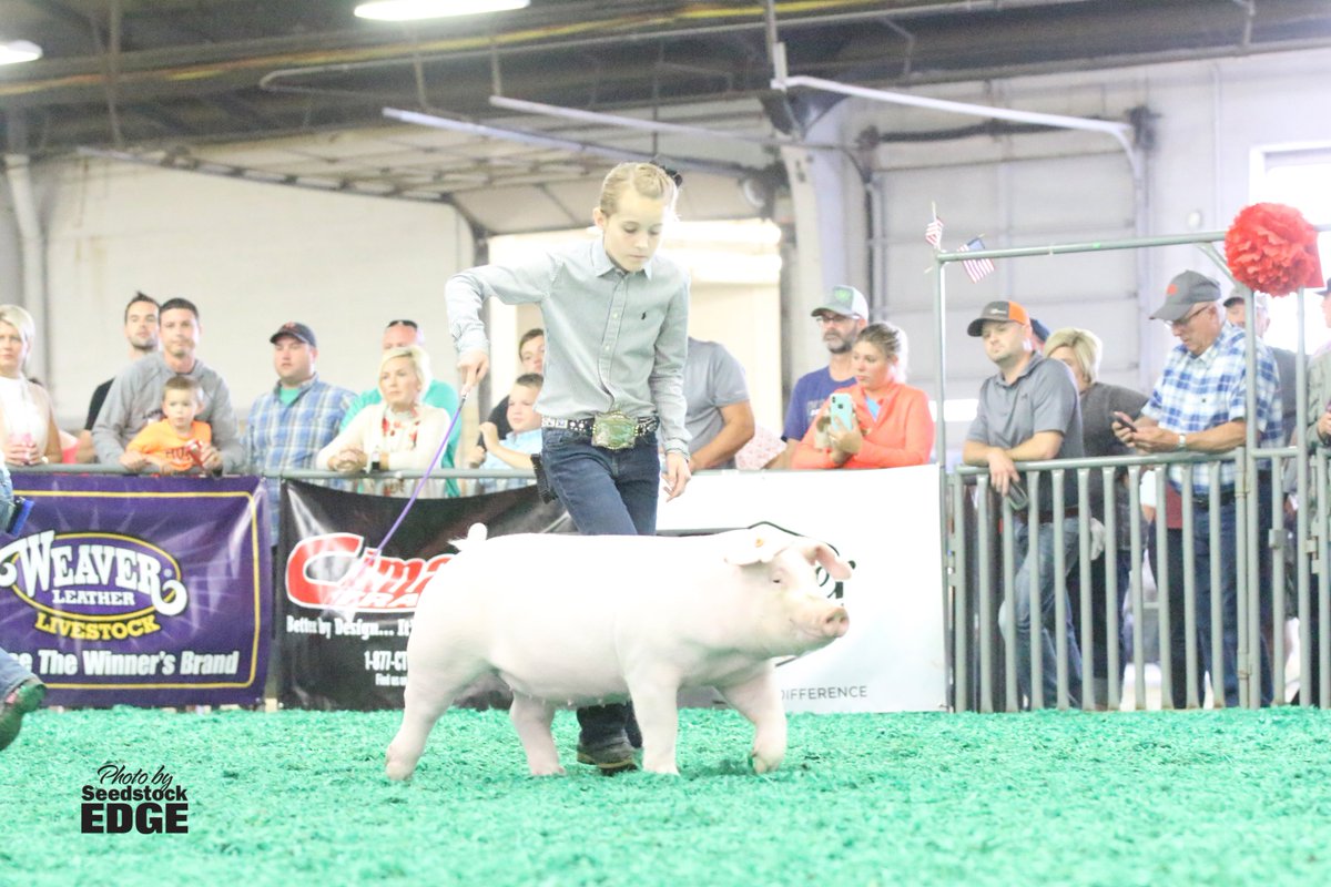 NationalSwine's tweet photo. Olivia Shike, Ill., was named Champion Landrace Gilt at #NJSS18. Her CKW7 Clocks Ticking gilt was bred by Knauth Showpigs, Ill. For more Landrace results, visit https://t.co/aUbhLwPI2i. https://t.co/oZ4358MYMa
