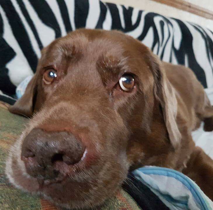 nholten40's tweet photo. Awww ❤️ My #furbabies are together again tormenting each other 🤣
#Pebs #Pebbles #BusterBear #TheBear #ThoseFaces https://t.co/6IBMKQvUxq