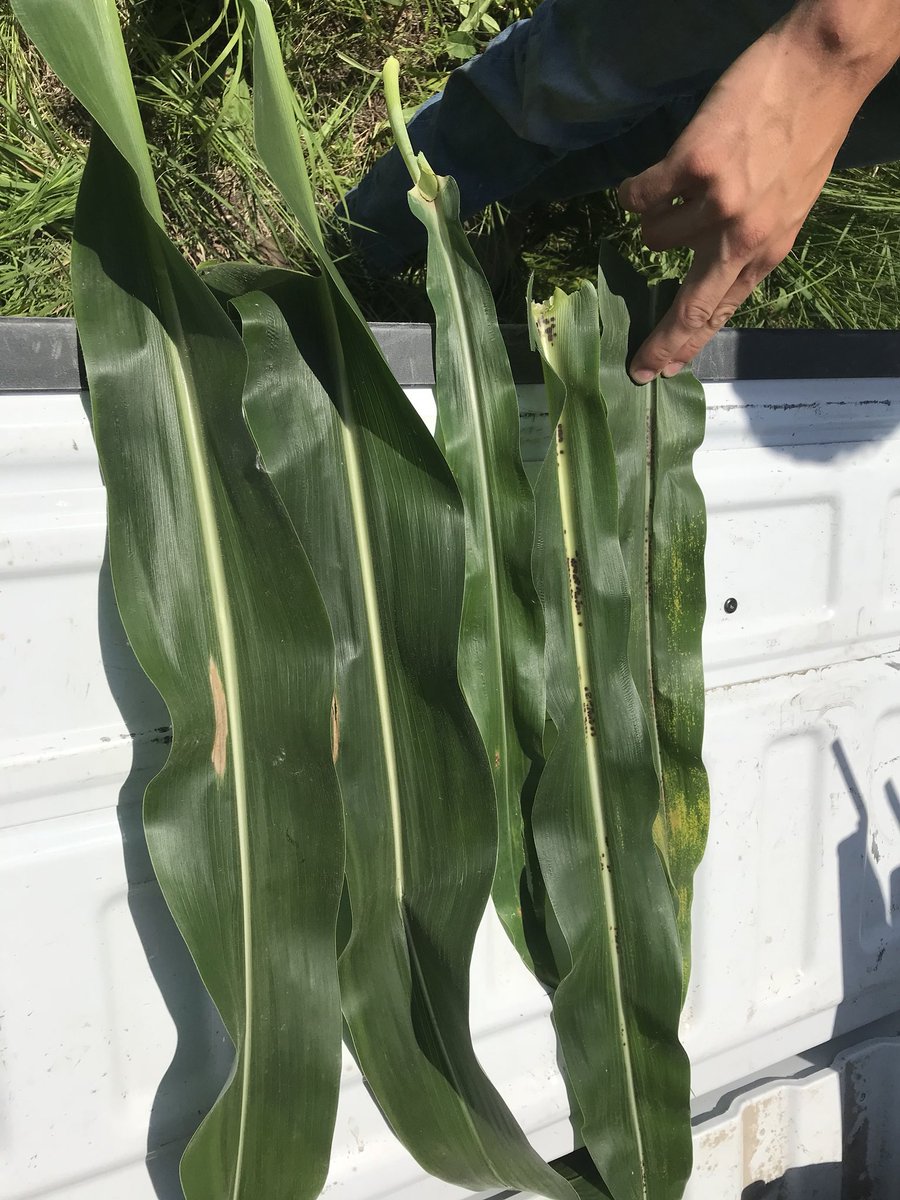 bradyvankoot's tweet photo. Keep the planes coming! #northerncornleaf #greyleaf #physoderma #TRIVAPRO https://t.co/PljqdBSgku