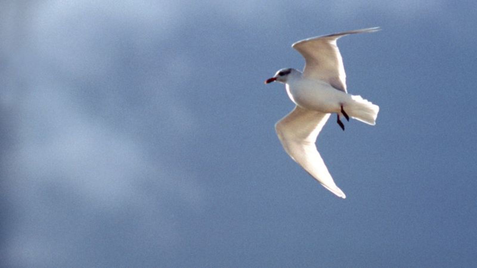 The Onion on Twitter "Seagull With Diarrhea Barely Makes It To Crowded