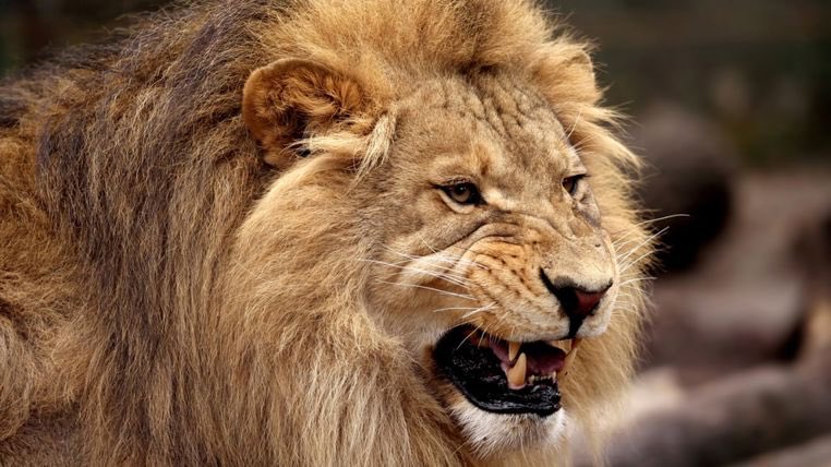Ant_vegan_'s tweet photo. Rhino poachers eaten by lions in South Africa https://t.co/ss4y2fuQZ9 https://t.co/etbcL5fFOp