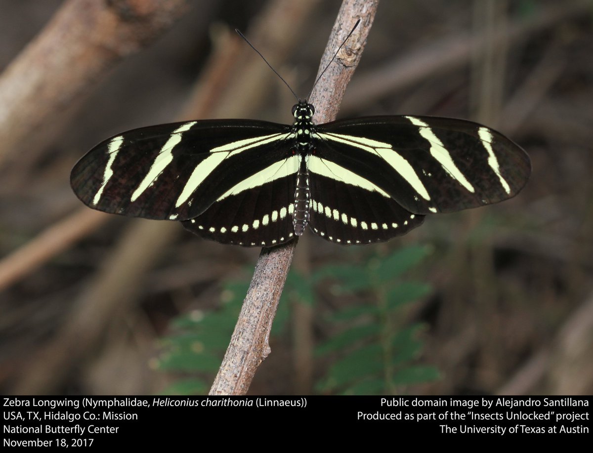 Zebra Longwing! Public domain image by @SantillanaAle