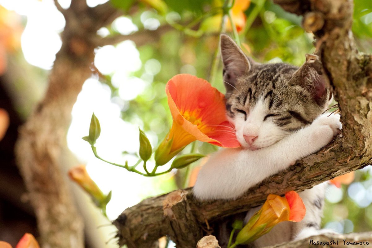 花ねこ 花ねこ