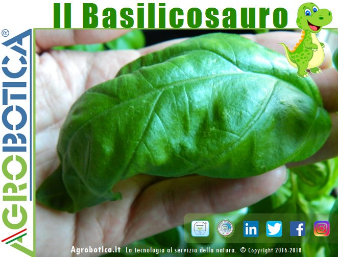 AgroboticaItaly's tweet photo. il #Basilicosauro. Le piante, a differenza di noi esseri umani, quando trovano i 5 elementi fondamentali continuano a crescere ed a diffondersi. 
Come questa pianta di Basilico coltivata fuori suolo (senza terra) con sistema Agrobotica. https://t.co/2mbfnkI5fv