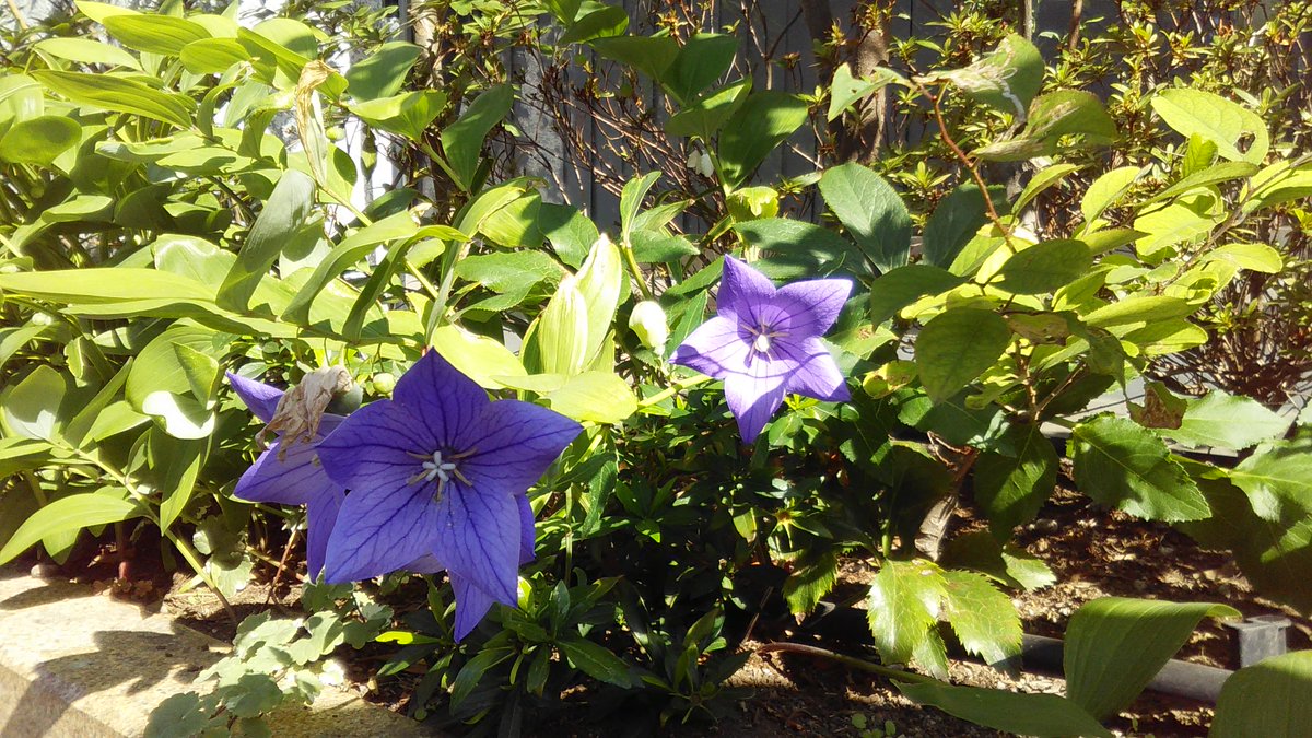 2022年6月25日土曜日16:23📷なんと群馬で40℃越えhttps://t.co/XJSo38Qsio早すぎる猛暑日🔥#Rubinstein♪#スペイン_ピアノ曲集➡https://t.co/CNwczcopNr🎹#アルベニス の #セビーリャ #エボカシオン #コルドバ と聴き続け #ナバーラ deついに手にした🇪🇸#アルハンブラビール
🟣