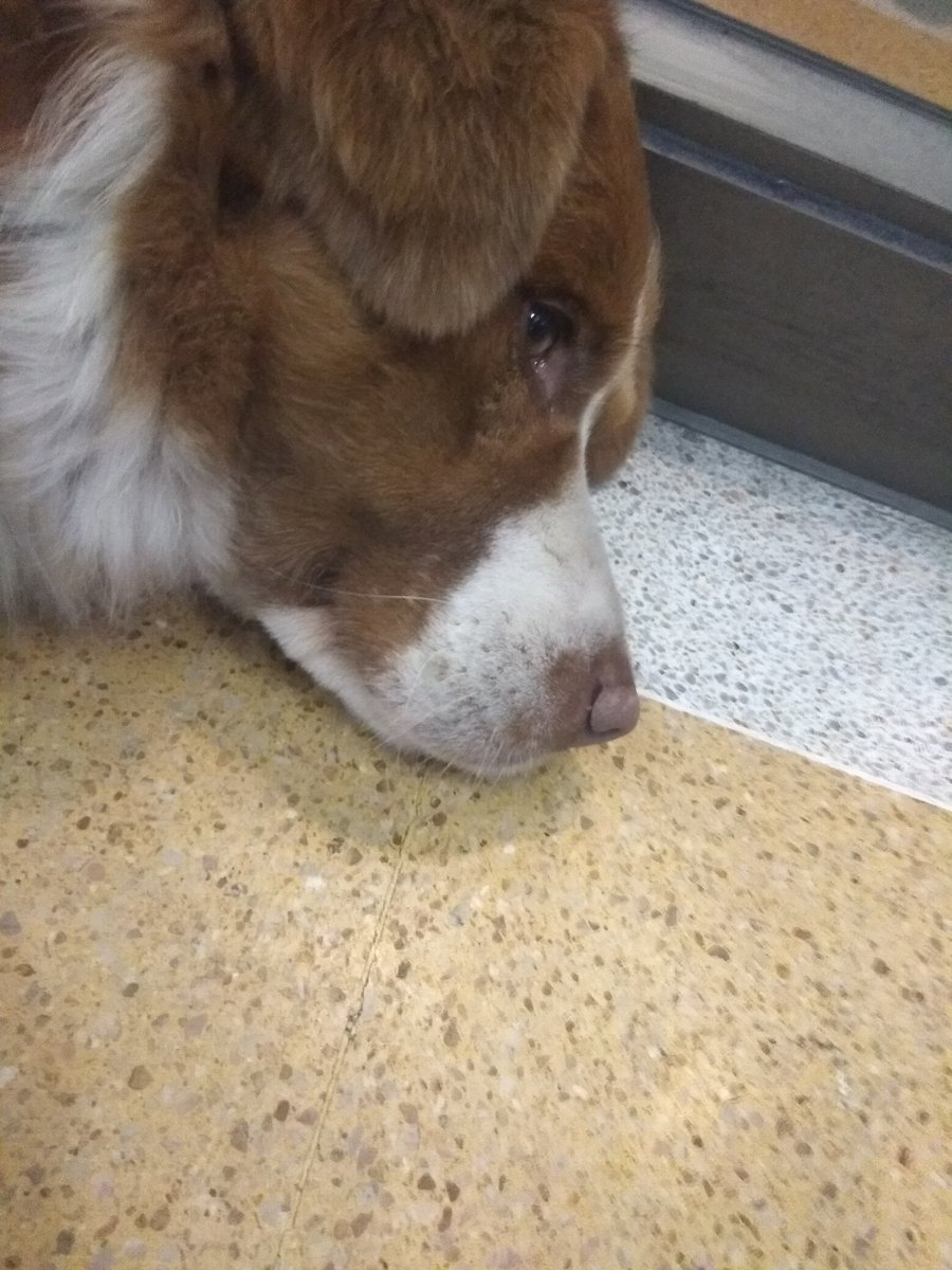 David_wilsonx's tweet photo. Gente hermosa,se llama osito,lo conozco desde que es cachorro,hizo del metro Bellavista de la florida su hogar,ahora uno de los jefes del metro lo quiere expulsar y busca hogar temporal o permanente,está con vacunas al día  interesados contactar a +56977484746 RT please <3 https://t.co/h11ZOlx7yf