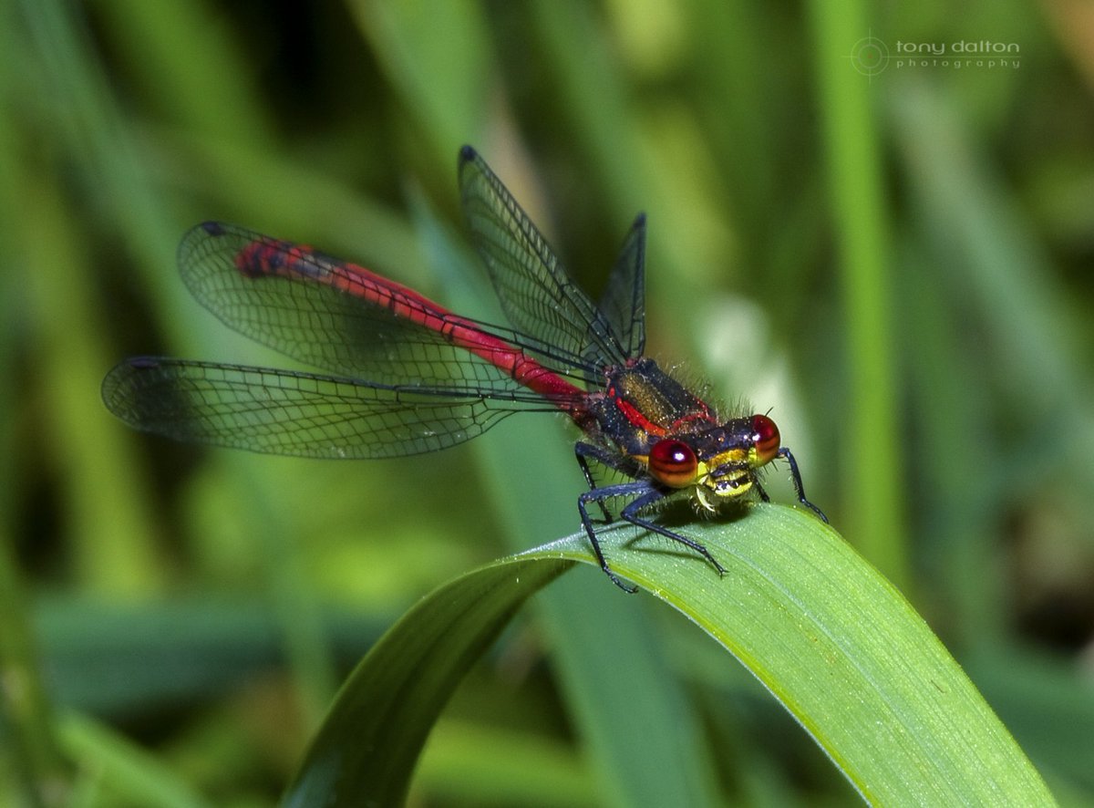 atdalton1's tweet photo. So many of these wee dudes about in the hot weather, these live in Silent Valley #dragonflies #nature #WildDigital #wildlifephotography #wildlife #wildlifegarden #macrophotography #springwatch2018 #springwatch https://t.co/2SkpStmAr0
