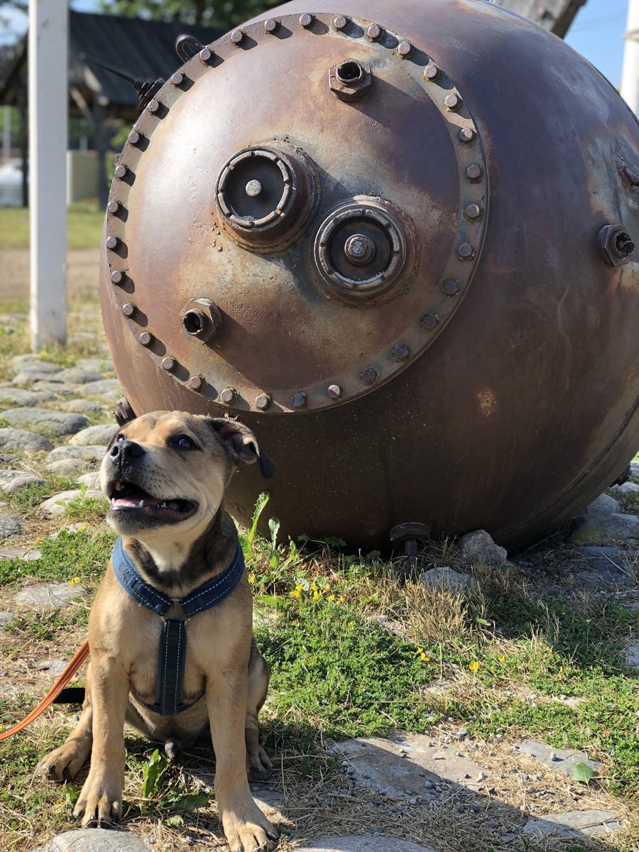 barbellslayer's tweet image. Da. Noch n Gute-Laune-Welpenfoto vor entzückender Kulisse #bombenstimmung zur #Nachtruhe ..... 💤