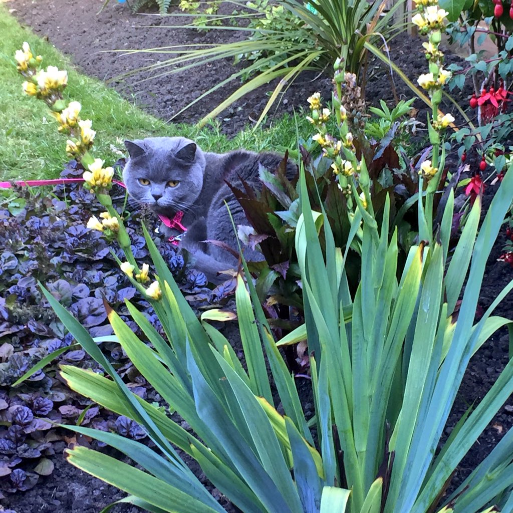 clawdiathecat's tweet photo. I’ve been out tonight 😺two birds flew straight into my garden 😼I was so surprised 🙀 so it took me a second to decide which one to go for 😹I missed it by about a foot!! My closest encounter to date!!
#catlife #CatsOfTwiter #thegreatoutdoors 🐾🐾 https://t.co/8TB0bG5oNA