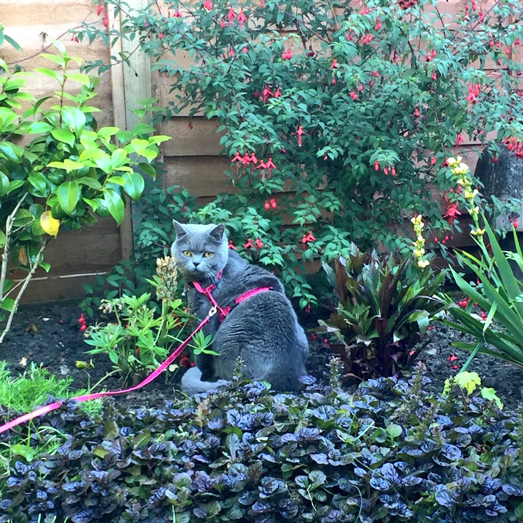 clawdiathecat's tweet photo. I’ve been out tonight 😺two birds flew straight into my garden 😼I was so surprised 🙀 so it took me a second to decide which one to go for 😹I missed it by about a foot!! My closest encounter to date!!
#catlife #CatsOfTwiter #thegreatoutdoors 🐾🐾 https://t.co/8TB0bG5oNA