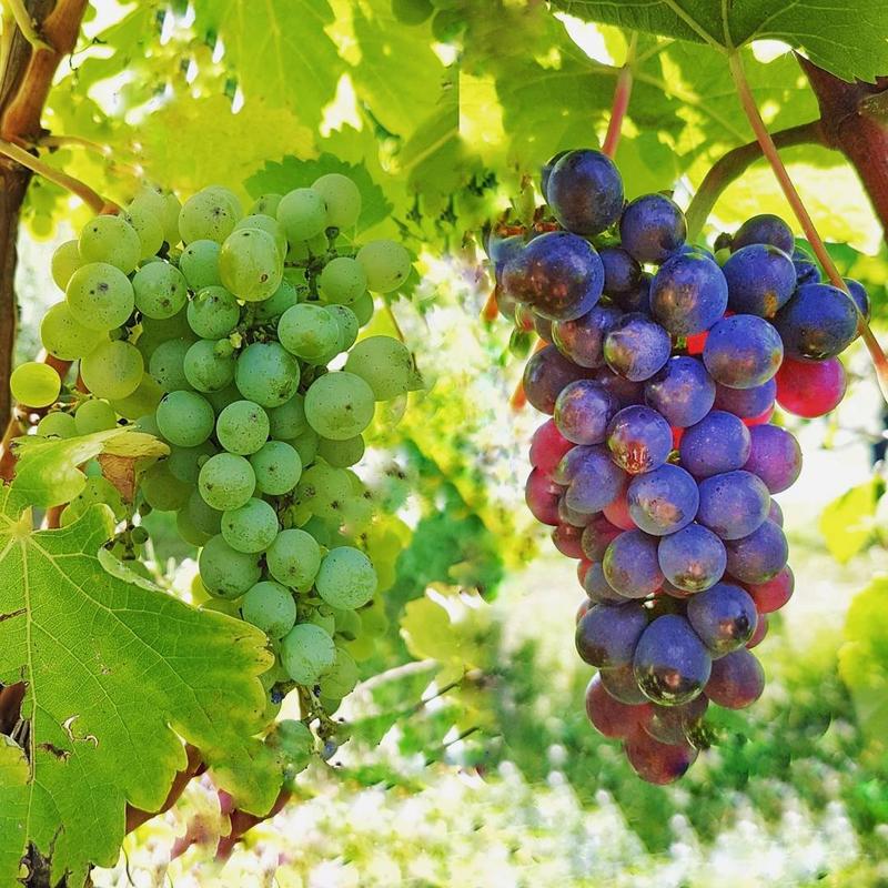 AutumnPriscilla's tweet photo. Which are the most tricky aromas🍇for you, to recognize in a wine tasting🍷?
.
.
. #winetastingclub #winetasting #winestagram #wine #winetastings #winelover #winetastingfun #winetastingtour #winetastingparty #winetastingweekend #winetastingday #winetastingevent https://t.co/kGHMHfhjri