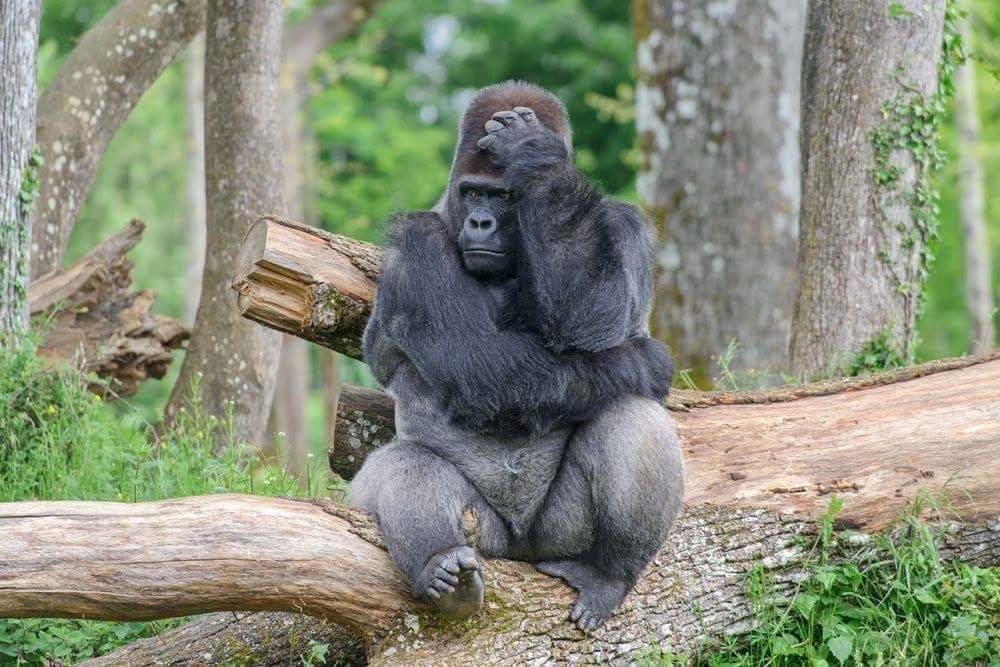 Si comme lui vous ne savez pas ou passé vos vacances rdv aux 0181698483 ou sur congotourstravels.com #Safari #safariafrica #safarilife #RDCongo