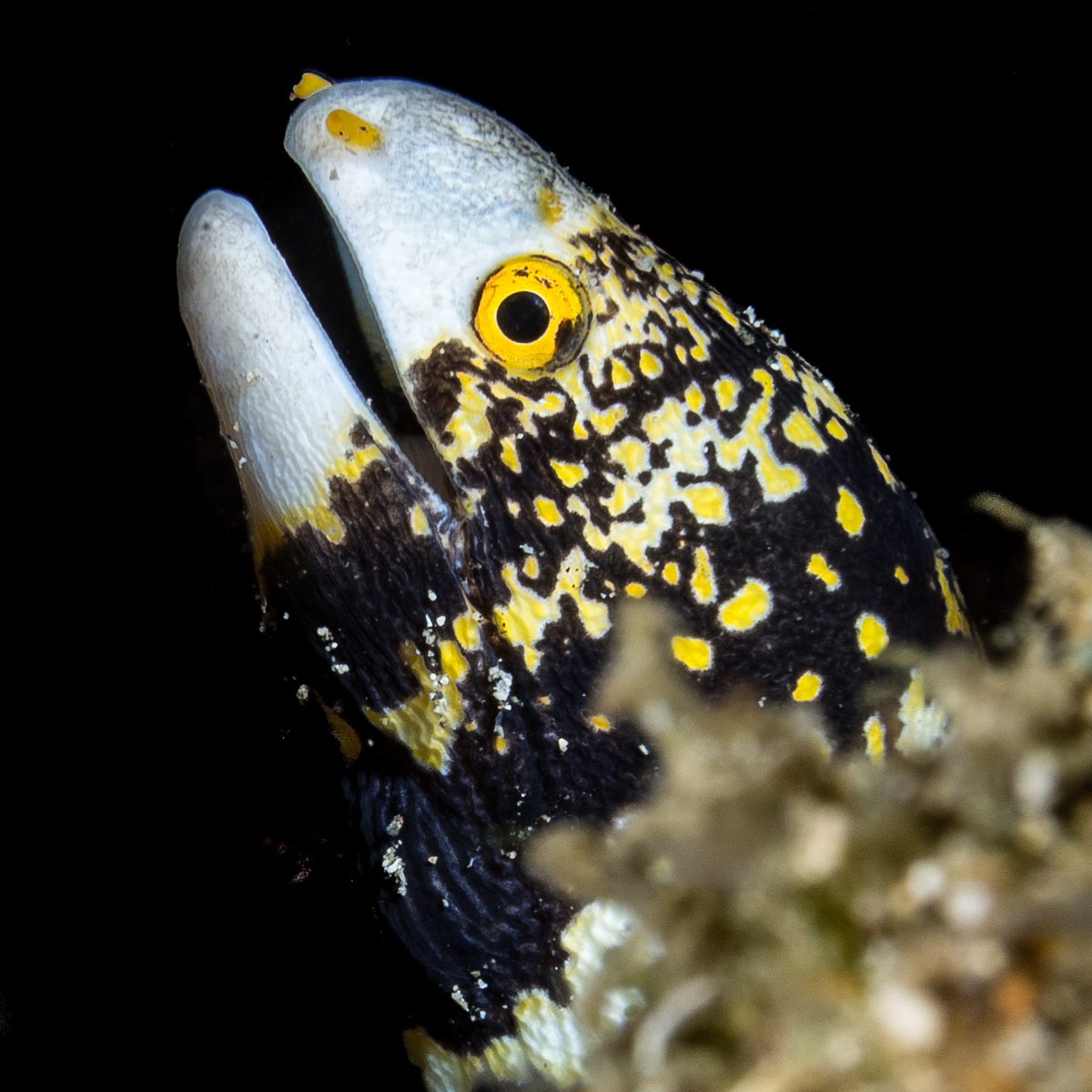 A striking portrait of a Snowflake moray eel by Wojtek Meczynski