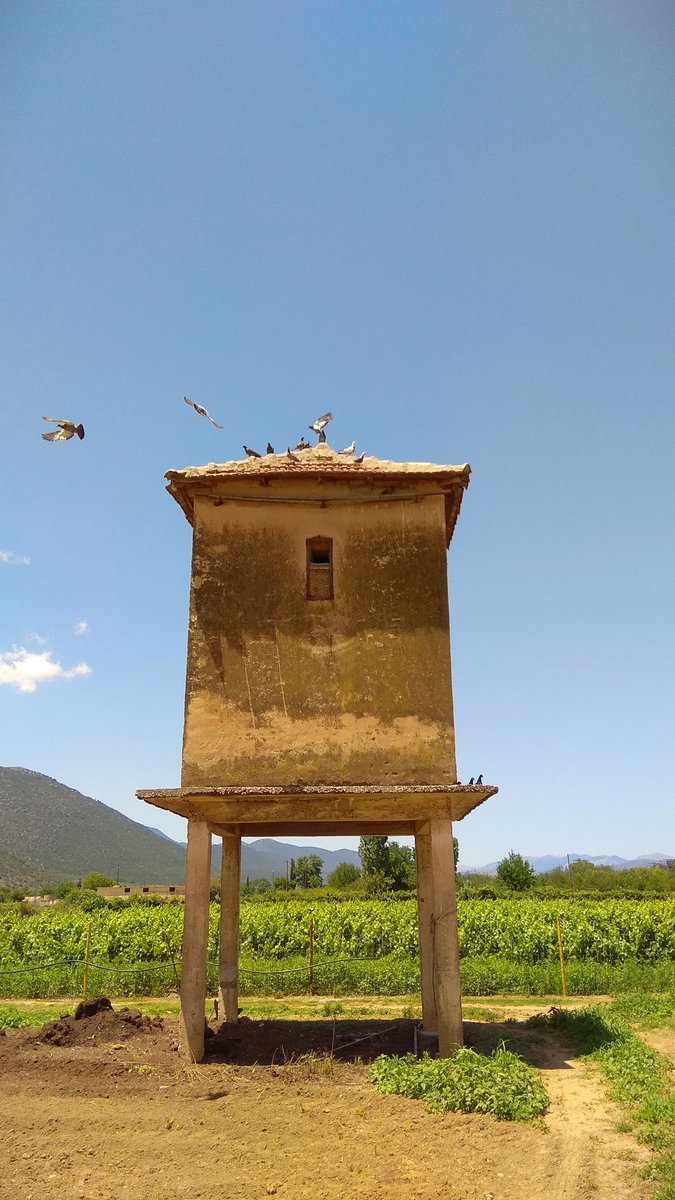 Having lunch in the vineyard with our Canadian friends  #mantinia #moschofilero #fteri