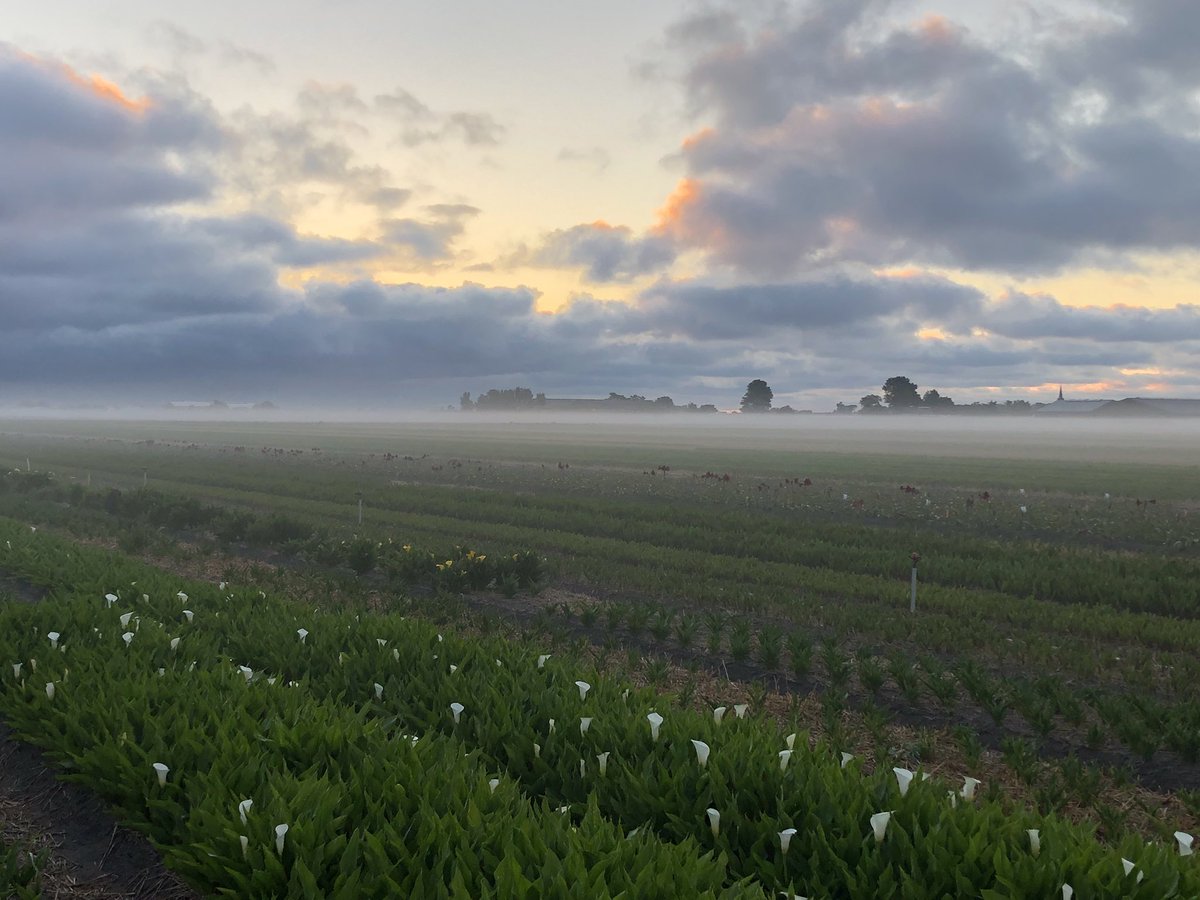 #ochtenddauw #5.45 #zantedeschia #amaryl #nofilter #mooieluchten