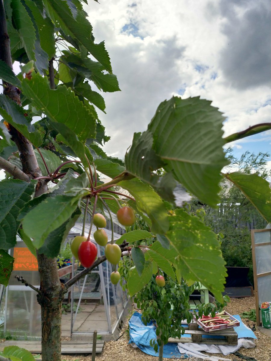 PerthAcademyOrganics tweet media