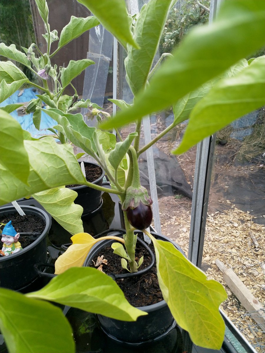 PerthAcademyOrganics tweet media