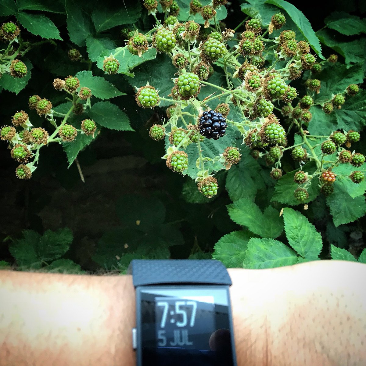 1st blackberry of the year.  I really have nothing else to add to that.....

#Blighty #bushcraft #somerset #getoutside #education #outdoors #teacher #blackberry #blackberries #hedgerowharvest #wild #food  #bumper #harvest #ahead #mother #nature #knows #best