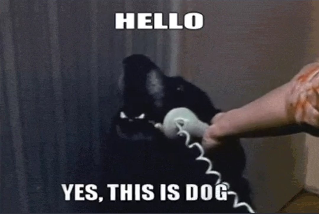 Is this hello. Hello this is dog. Yes this is dog. Хелло мем. Hello this isnt a.