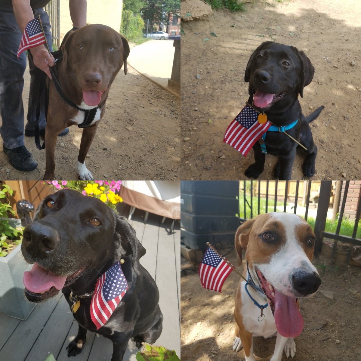 11thandBark's tweet photo. So many #11thandBark regulars were excited to celebrate the Fourth of July—at least until they were told about the fireworks. #FourthofJuly18 https://t.co/aSukCRFR8I