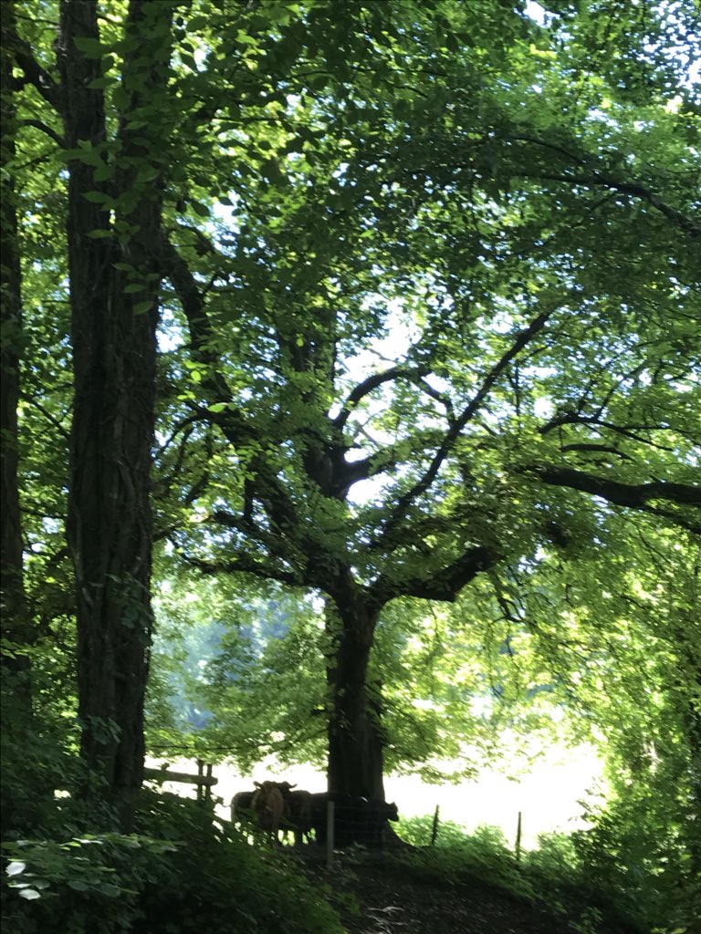 Today I give you the lane behind the house where I grew up. It is nothing special - just cows beneath trees in dappled light. But everywhere in Wiltshire there are places like this. Places that lift the soul, they are so beautiful.  #VisitWiltshire