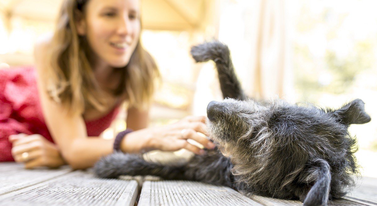 HABRITweets's tweet photo. New #research presented at #ISAZ2018 by @waltham_scienceโs Nancy Gee and colleagues proposes best practices for integrating therapy animals in educational and other settings! https://t.co/ML1BzbeEKZ https://t.co/8CBtZrcx3Z