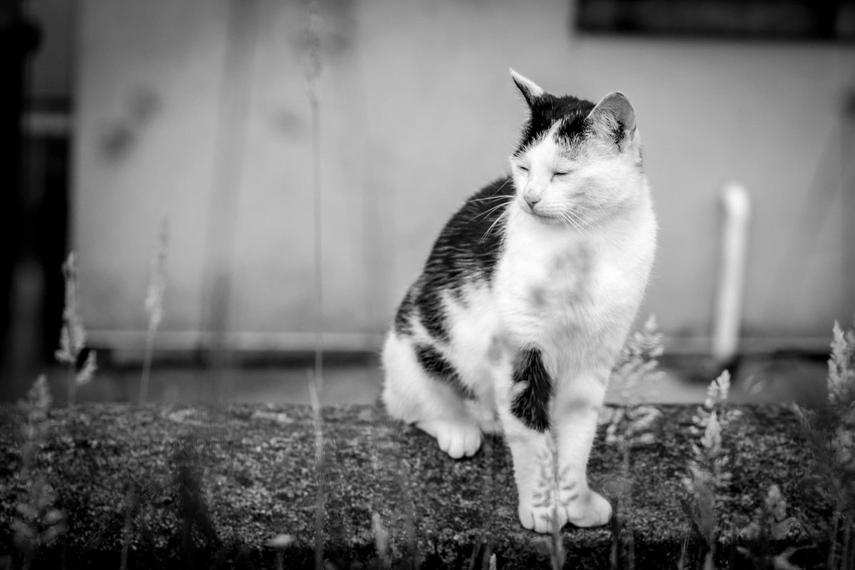 stephendukelow's tweet image. Bella is very pissed off with this dry weather #Heatwave #CatsofTwitter