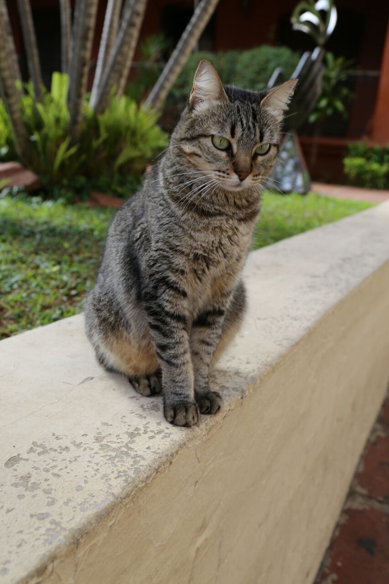 imladmorgul's tweet photo. Clarita. La gata de la Manzana de la Rivera. Según me contaron, la cuidan los funcionarios del lugar. Hasta al vet le llevan. https://t.co/6K6ueWlcGX